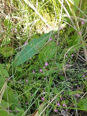 Centaurium pulchellum