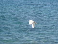 Egretta sacra