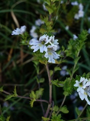 Euphrasia pseudokerneri