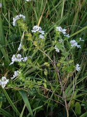 Euphrasia pseudokerneri