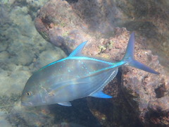 Caranx melampygus