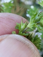 Euphrasia pseudokerneri