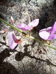 Desmodium viridiflorum