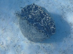 Tridacna
