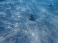 Tridacna