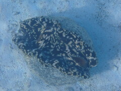 Tridacna