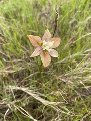 Moraea gawleri