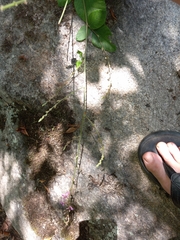 Desmodium viridiflorum