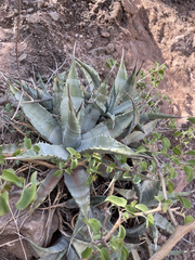 Agave cerulata