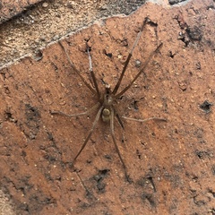 Kukulcania hibernalis