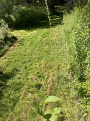 Persicaria virginiana