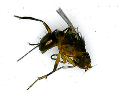Geomyza tripunctata