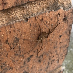 Kukulcania hibernalis