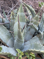 Agave cerulata