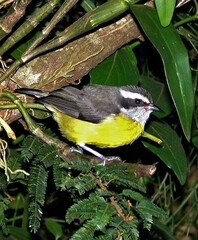 Coereba flaveola