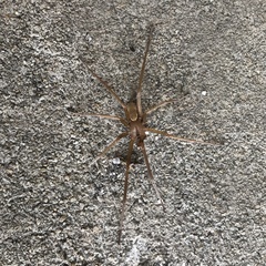 Kukulcania hibernalis