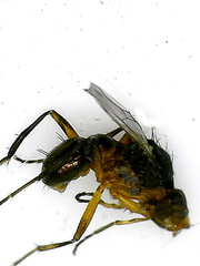 Geomyza tripunctata