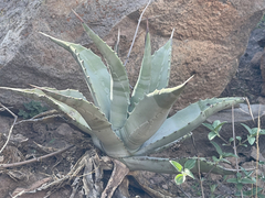 Agave cerulata