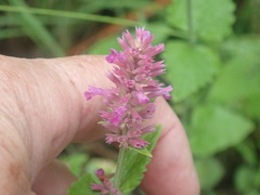 Agastache