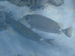Siganus spinus