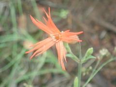 Silene laciniata