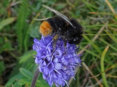 Bombus lapidarius