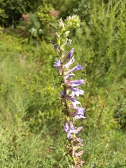 Lobelia puberula