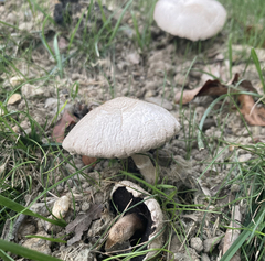 Agaricus campestris