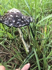 Coprinopsis picacea