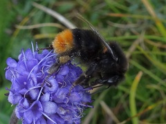 Bombus lapidarius