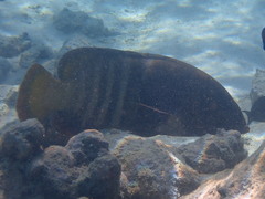 Cephalopholis