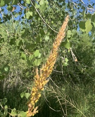 Sorghastrum