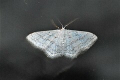 Idaea tacturata