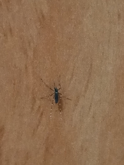 Aedes albopictus