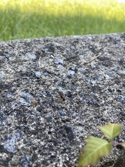 Formica pallidefulva