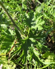 Malva moschata