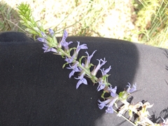 Lobelia puberula