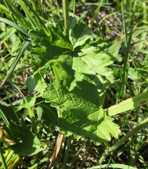 Malva moschata