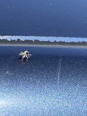 Salticinae