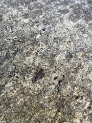 Heteroptera