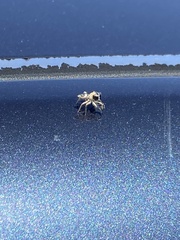 Salticinae