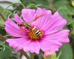 Megapterocheilus