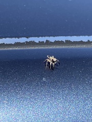 Salticinae