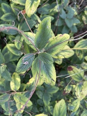 Ceanothus americanus