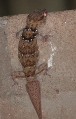 Chondrodactylus