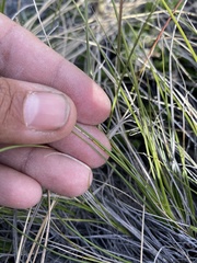 Carex filifolia