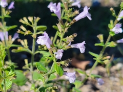 Clinopodium nepeta