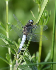 Libellula fulva