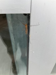 Nephrotoma ferruginea