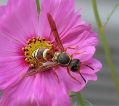 Megapterocheilus
